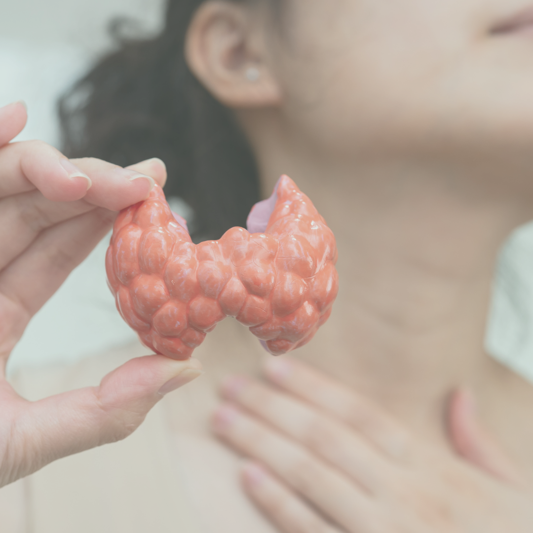Picture of a woman holding her throat with one hand while holding a model of a thyroid in the other hand.